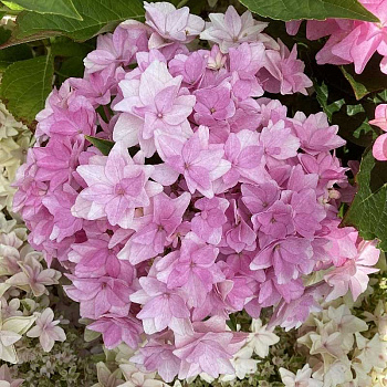 Гортензия Крупнолистовая Флория P12