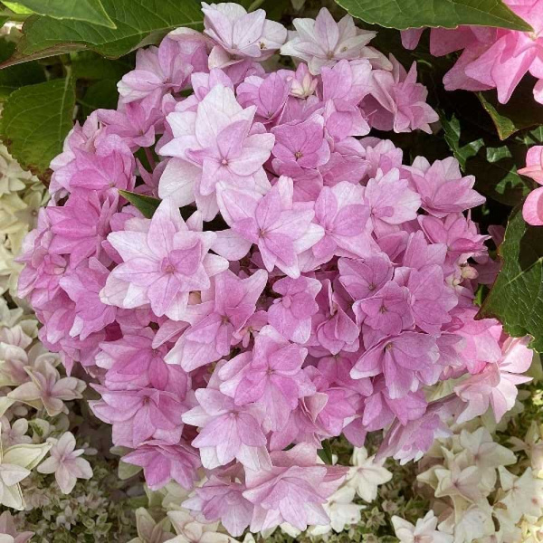 Гортензия Крупнолистовая Флория P12