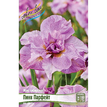Ирис Сибирский Пинк Парфейт I 25 шт Биг-пак 3694