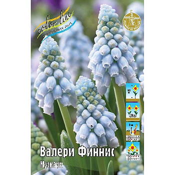 Мускари Валери Финнис 8/9 10 шт