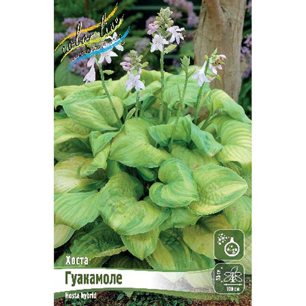 Хоста Гуакамоле 1 n 1 шт 