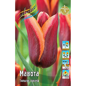 5219 Шоу-Бокс Тюльпан Мавота 11/12 100 шт