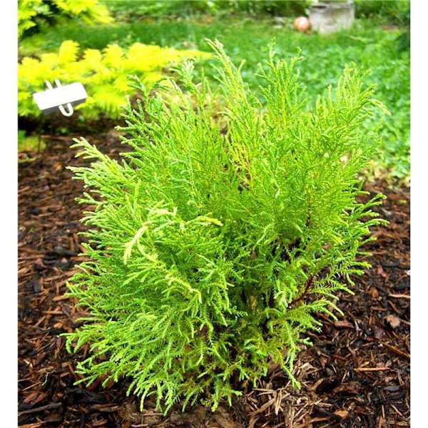 Микробиота Перекрестнопарная Джакобсен P9 20-25