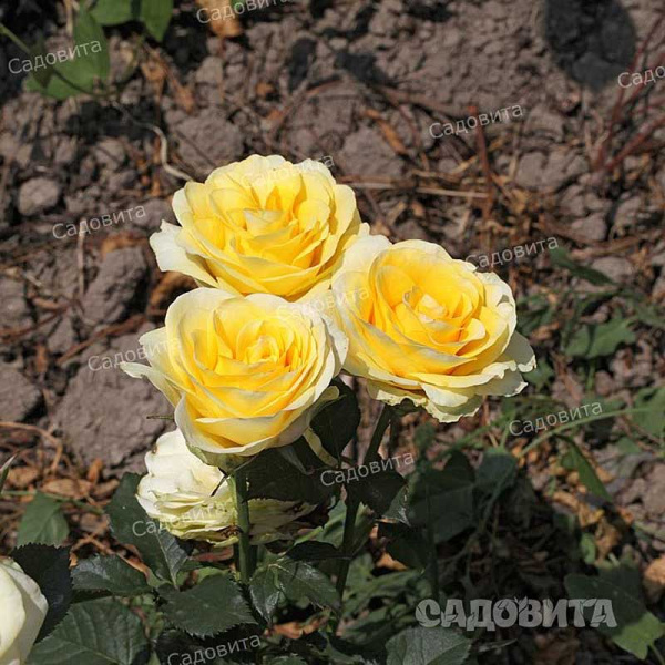 Роза чайно-гибридная Илиос Садовита