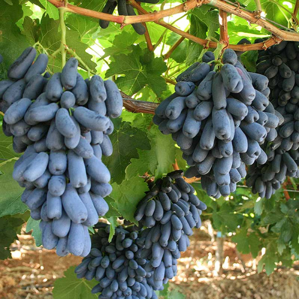 Виноград Аватар кишмиш средний Садовита