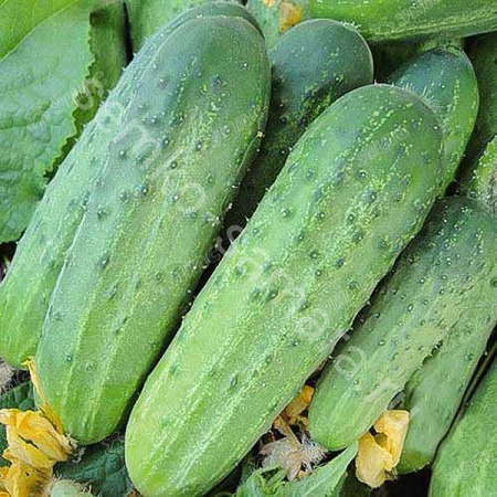Огурец Альянс (Нидерланды) Каприс