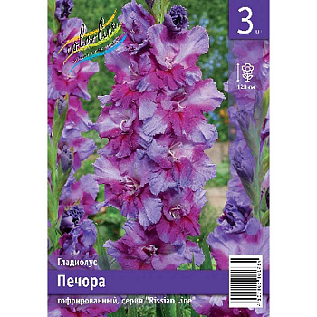 Гладиолус Печора 10/12 3 Эконом шт