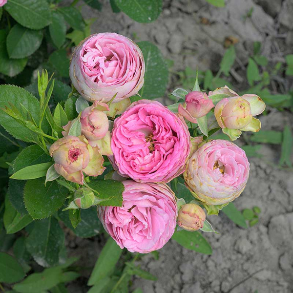 Роза спрей Блоссом баблс Садовита