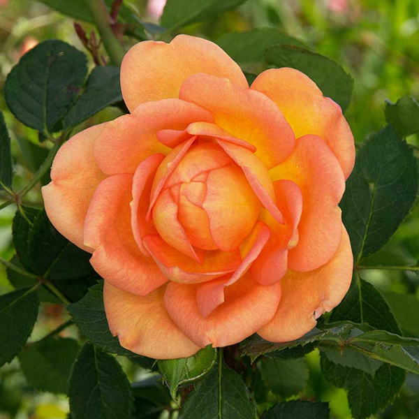 Роза шраб Леди Эмма Гамильтон (Английская) Садовит