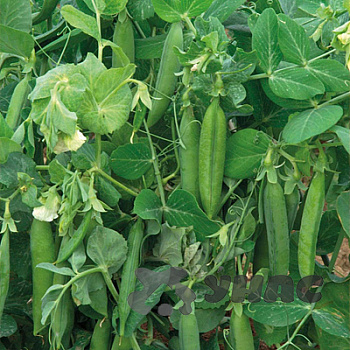 Горох Посевной 1кг Зеленый уголок (10)