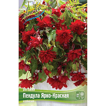 Бегония Пендула Ярко-Красная 5/6 3 шт