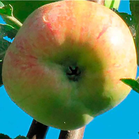 Яблоня Конфетное (семенной подвой) Садовита