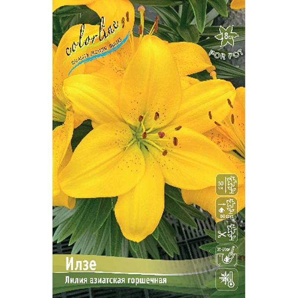 Лилия Илзе 10/12 25 шт Биг-Пак 11148 