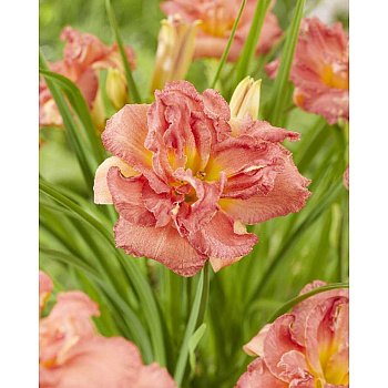 Лилейник Дабл Пинк Зефир I 25 шт Биг-Пак 12826