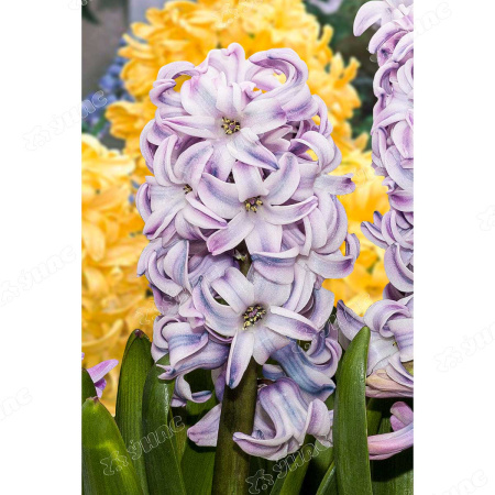 Гиацинт Сплендид Корнелия 14/15 3 шт Садовита 