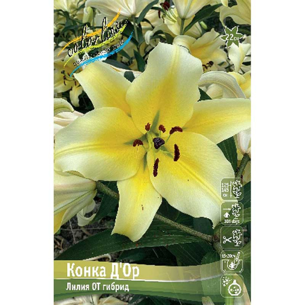 Лилия Конка Д`ор 12/14 25 шт Биг-Пак 10487