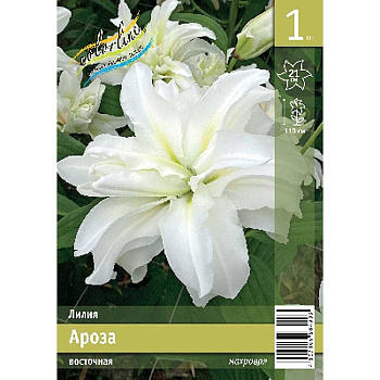 Лилия Ароза 13/14 1 Эконом шт 
