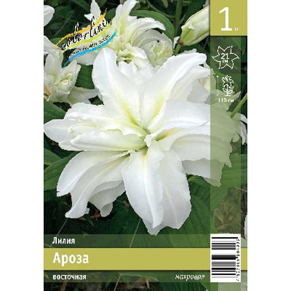 Лилия Ароза 13/14 1 Эконом шт 