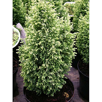 Кипарисовик Лавсона Сноу Уайт P13 (C1) 40-45