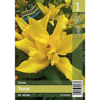 Лилия Томос 12/14 1 Эконом шт 
