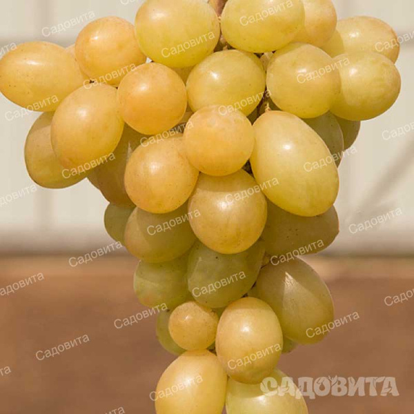 Виноград Солнечные капли ранний Садовита