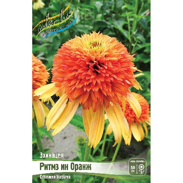 Эхинацея Ритмз Ин Оранж I 1 шт 