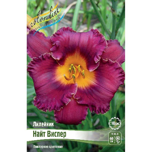 Лилейник Найт Виспер I 1 шт