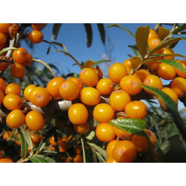 Облепиха Крушиновидная Фрисдорфер Оранж P9