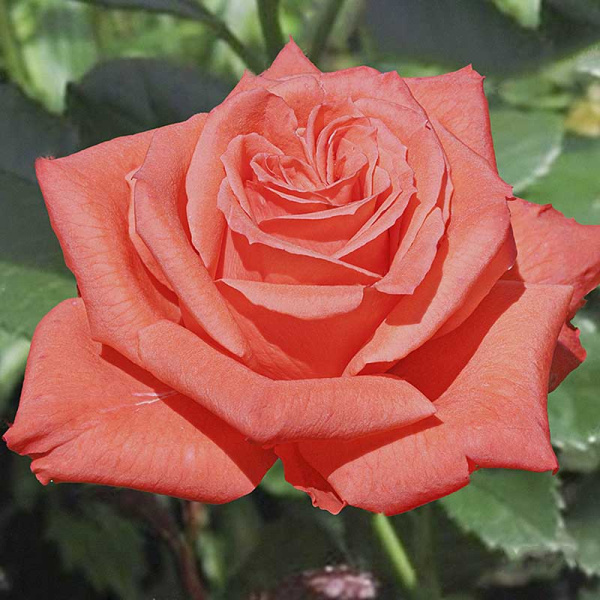 Роза чайно-гибридная Муви стар Садовита