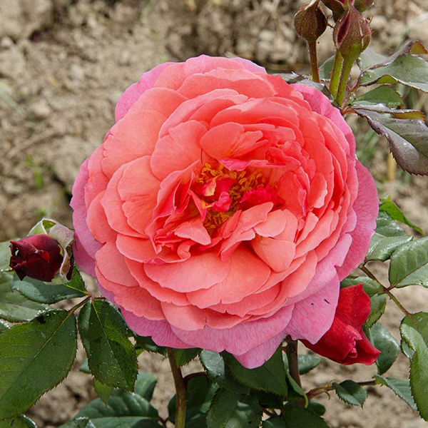 Роза шраб Ладюре Садовита