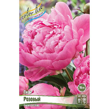 Пион Розовый 2/3 n 1 шт