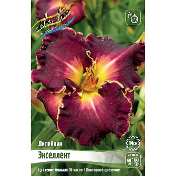 Лилейник Экселлент I 1 шт 