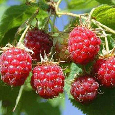 Малина Малиново-Поляничный Гибрид Садовита