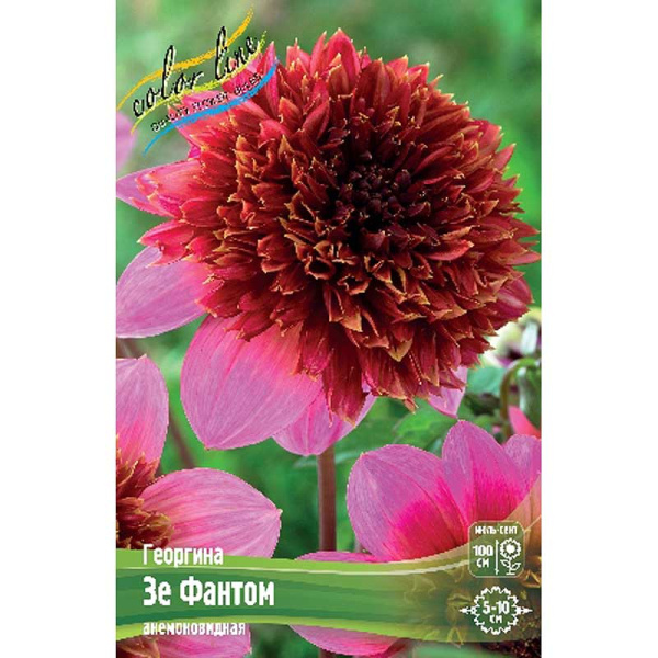 Георгина Зе Фантом I 15 шт Шоу-бокс 11038