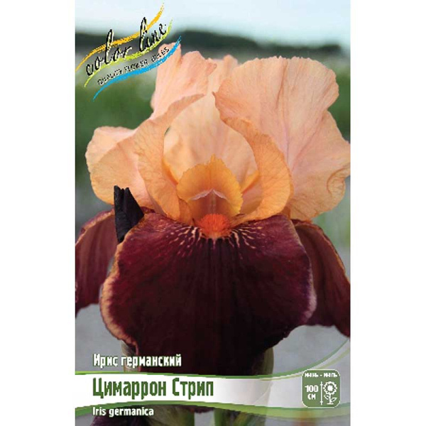 Ирис Германский Цимаррон Стрип I 1 шт