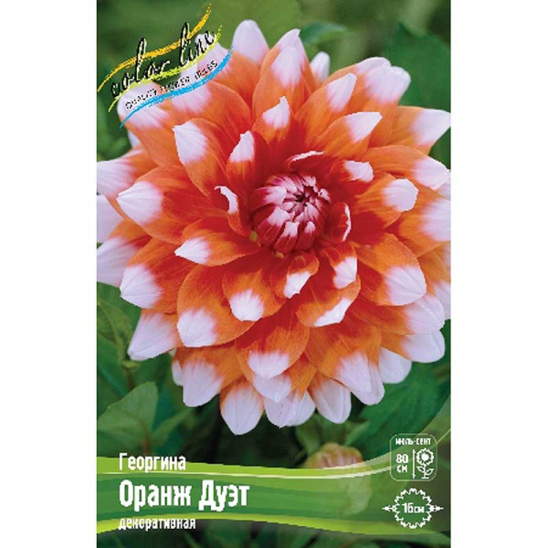 Георгина Оранж Дуэт I 1 шт