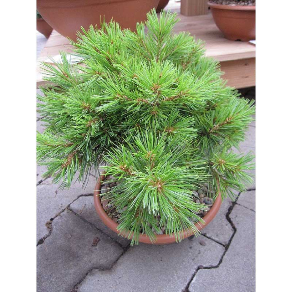 Сосна Веймутовая Минима C10 40-50cm