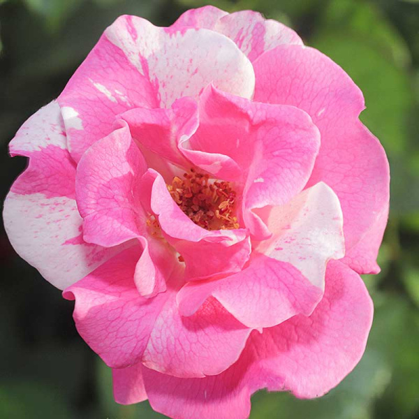 Роза шраб Роза Мунди Садовита