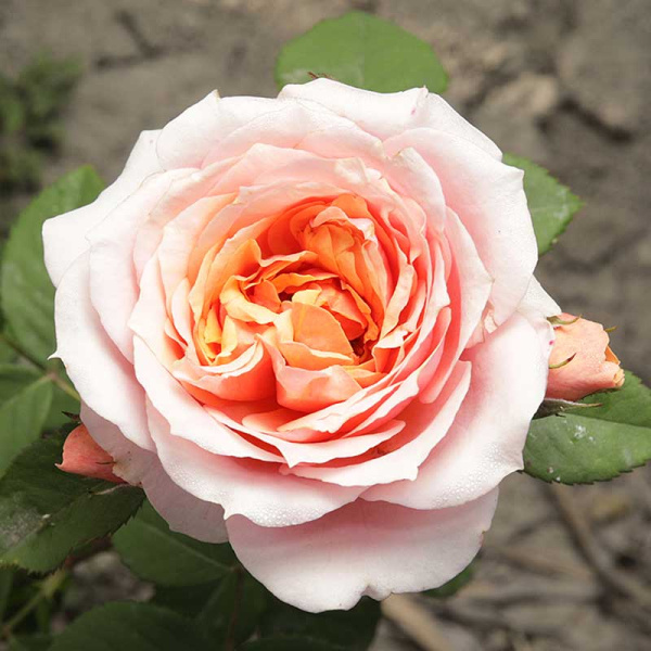 Роза шраб Уильям Кристи Садовита