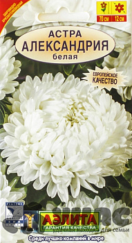 Астра Александрия белая Аэлита Ц 