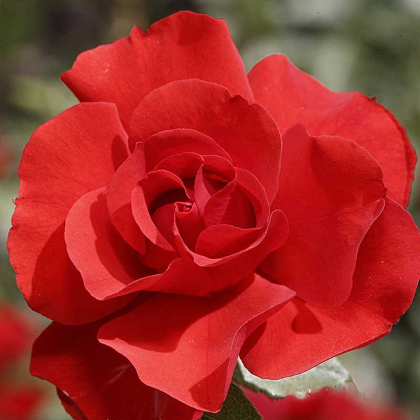 Роза шраб Паприка Садовита