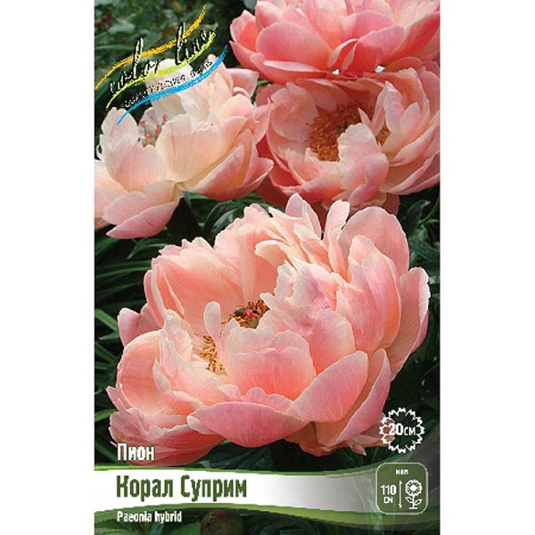 Пион Корал Суприм 2/3 n 25 шт Биг-пак 7981 