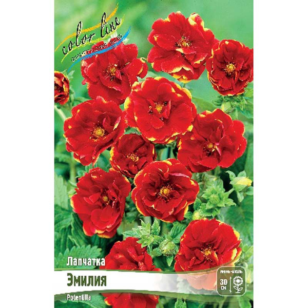 Лапчатка Эмилия I 1 шт