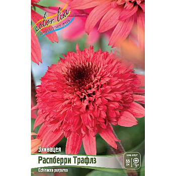 Эхинацея Распберри Трафлз I 1 шт 