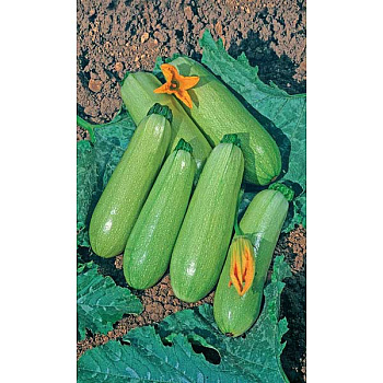 Семена Кабачок Бизнес класс цуккини Марс Ц