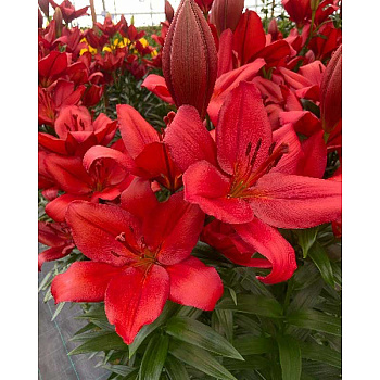 2162 Биг-Пак Лилия Кандинский 12/14 25 шт 