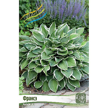 Хоста Франсэ 1 n 2 шт