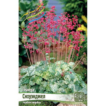 Гейхера Сноуэнджел I 1 шт