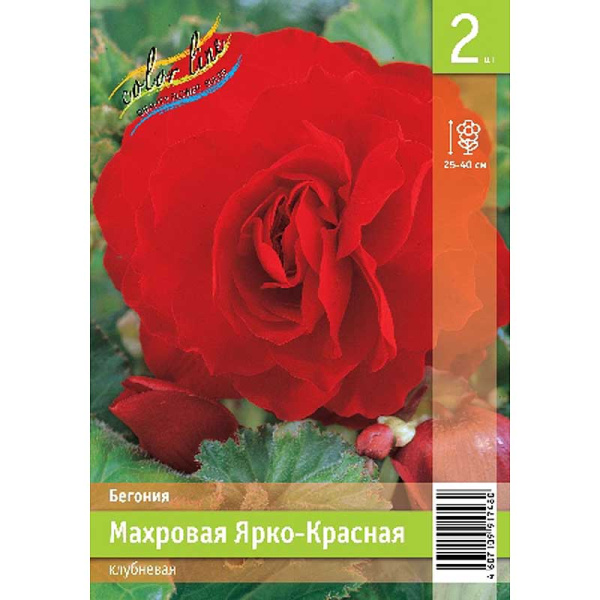 Бегония Махровая Ярко-Красная 4/5 2 Эконом шт