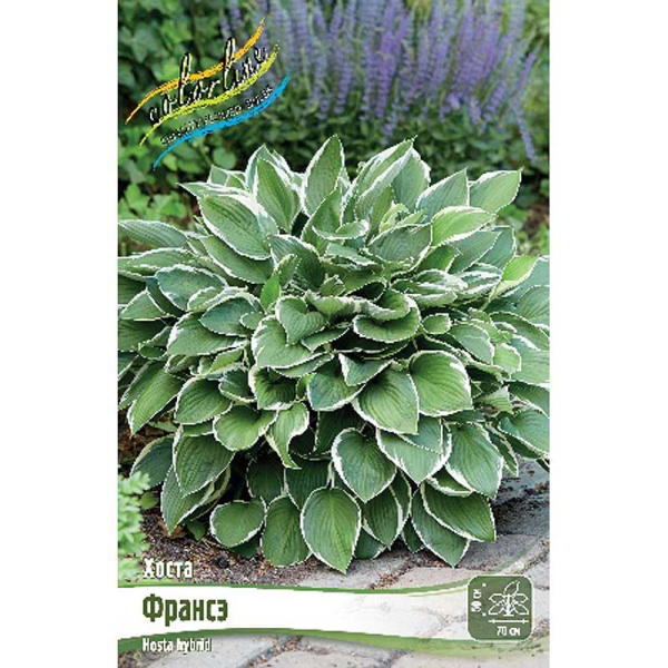 Хоста Франсэ 1 n 2 шт